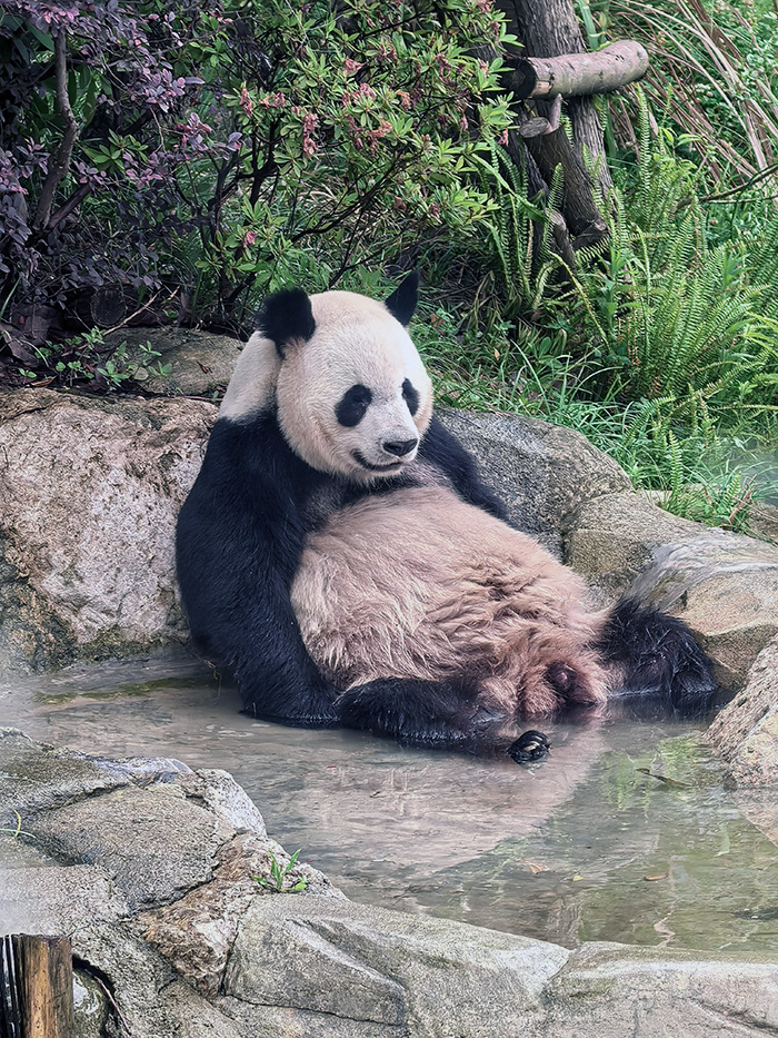熊貓
